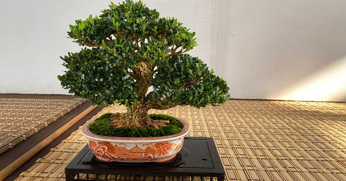 A Educação na Arte do Bonsai